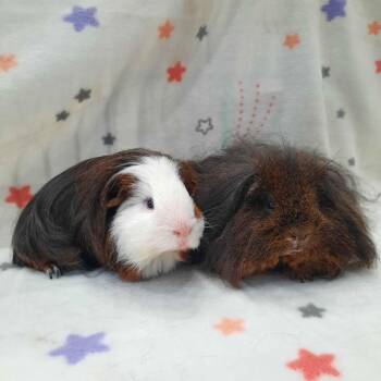 Rescue Guinea Pig Guinea Pigs for Adoption in Montclair, California - Finley & Foozy | PetCurious